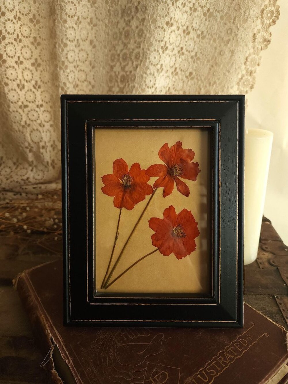 Framed Handmade Pressed Dried Flower, Cosmos in Black Wooden Frame, Orange Homeg